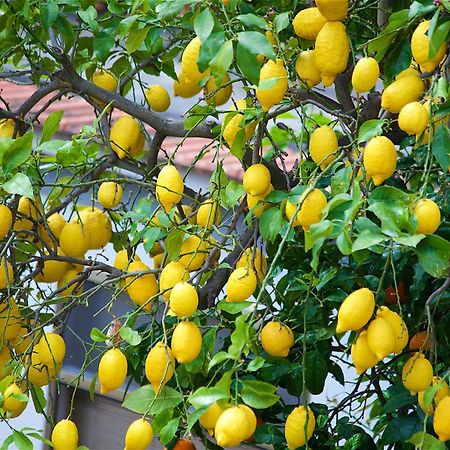 Il Giardino Segreto Bed & Breakfast Sorrento Eksteriør bilde