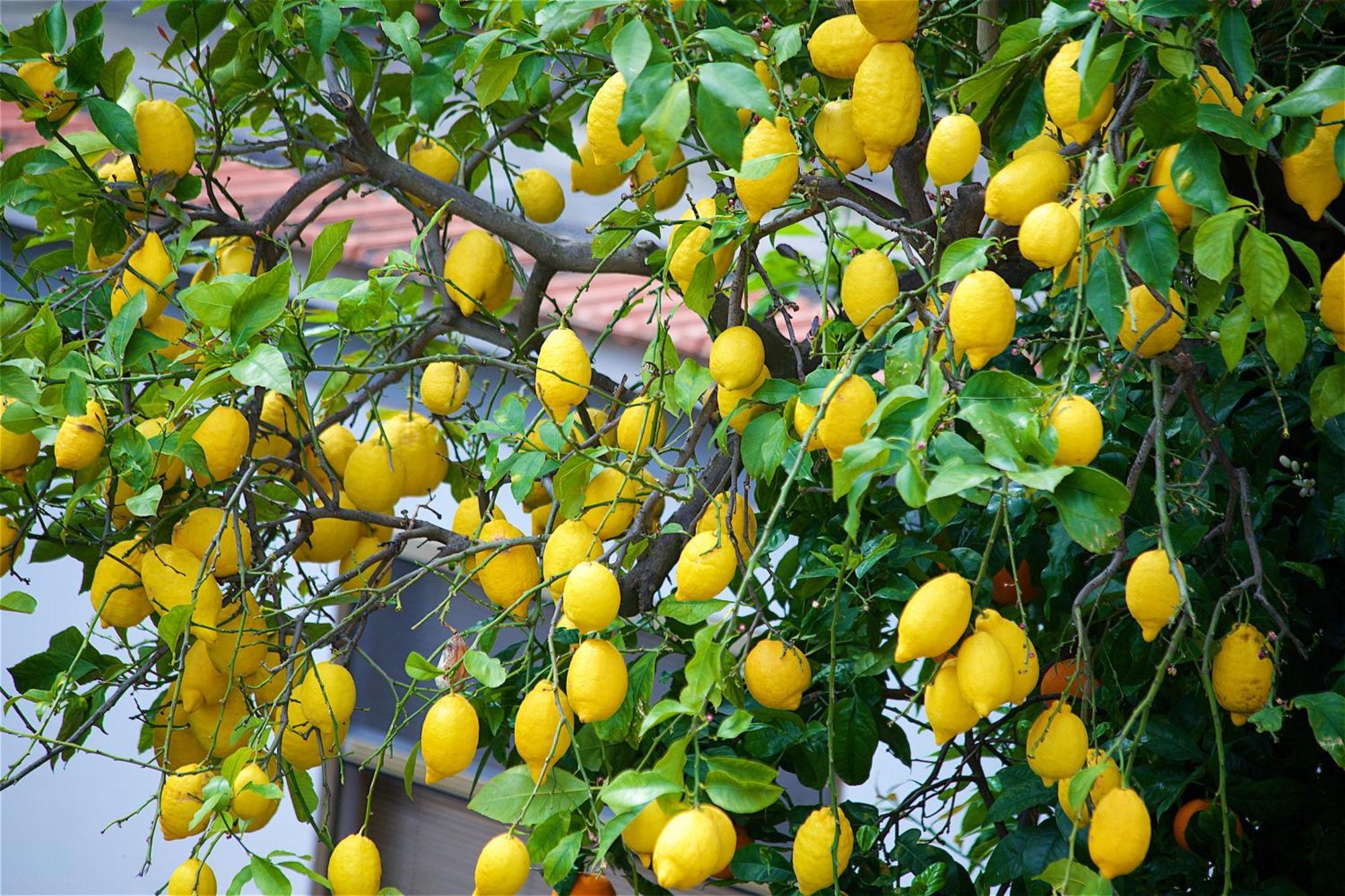 Il Giardino Segreto Bed & Breakfast Sorrento Eksteriør bilde